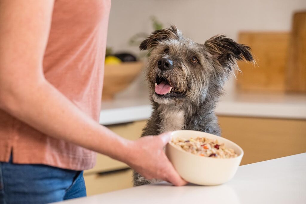 Best Limited-Ingredient Dog Food: Benefits and How to Choose