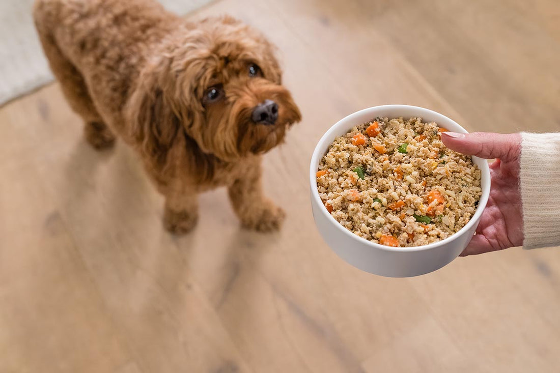 How to Help a Dog Gain Weight: 3 Best Foods and Tips