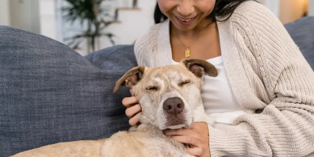 What to Feed a Dog With an Upset Stomach: Safe Foods
