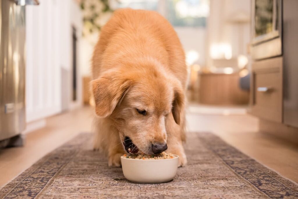 How to Help a Dog Gain Weight: 3 Best Foods and Tips