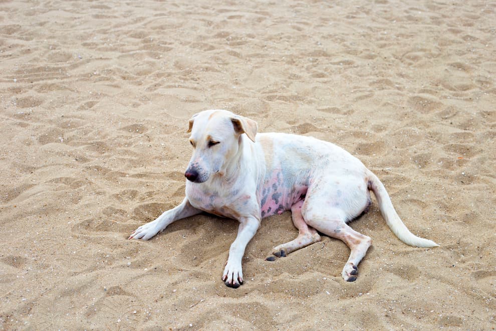 Rash on Your Dog’s Belly: Causes, Symptoms, and Treatment