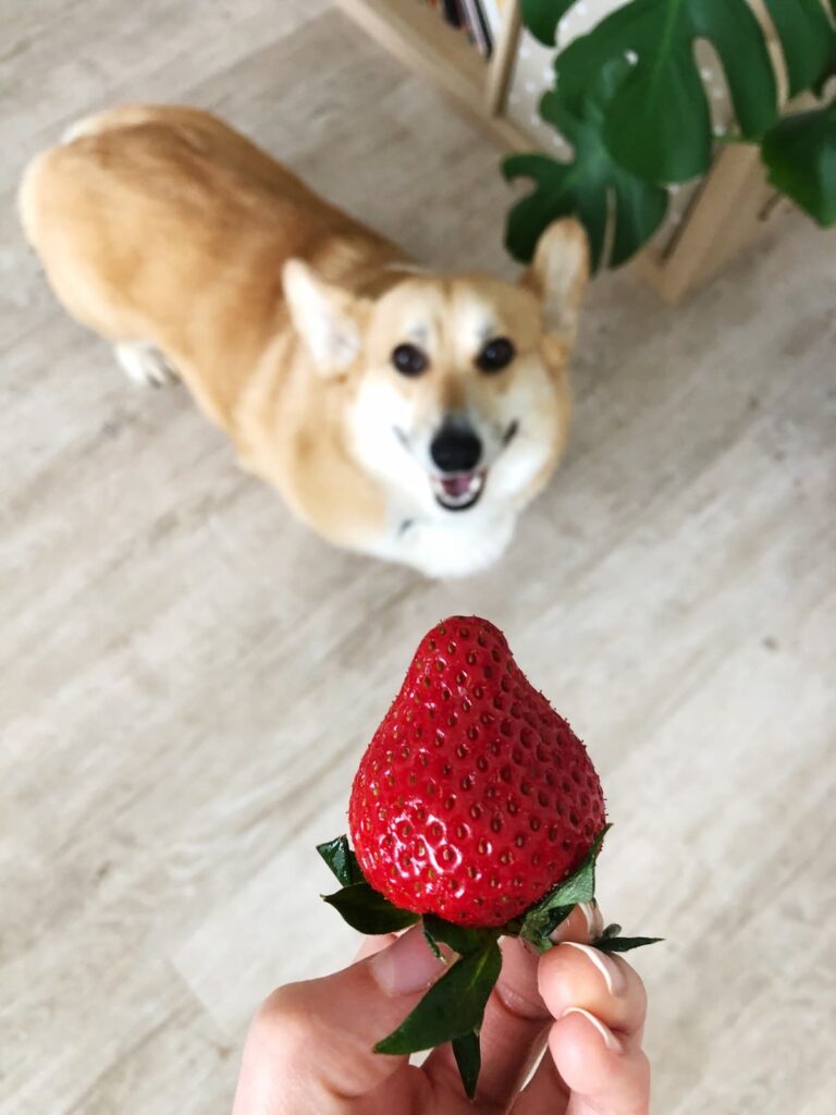 Can Dogs Eat Strawberries?