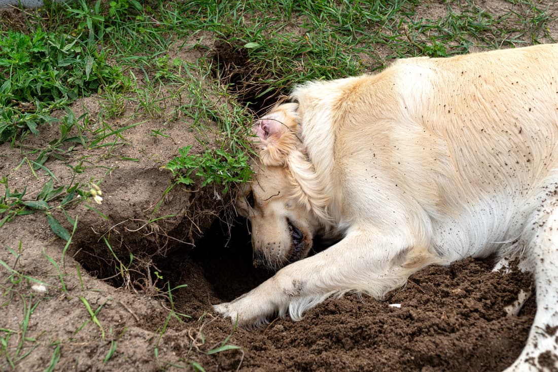 Why Do Dogs Dig Holes? Reasons and How to Stop It