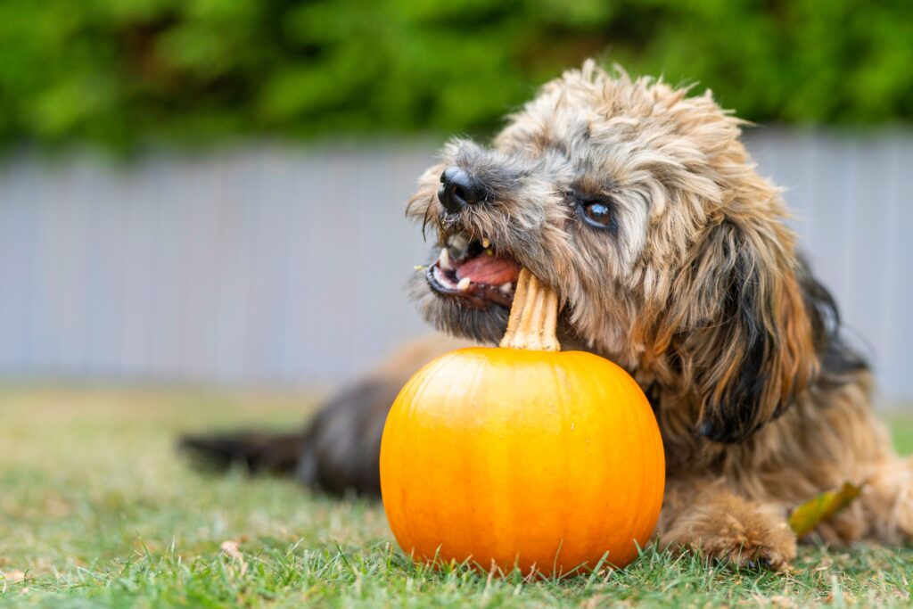 Is Pumpkin Good For Dogs With Diarrhea? What To Know