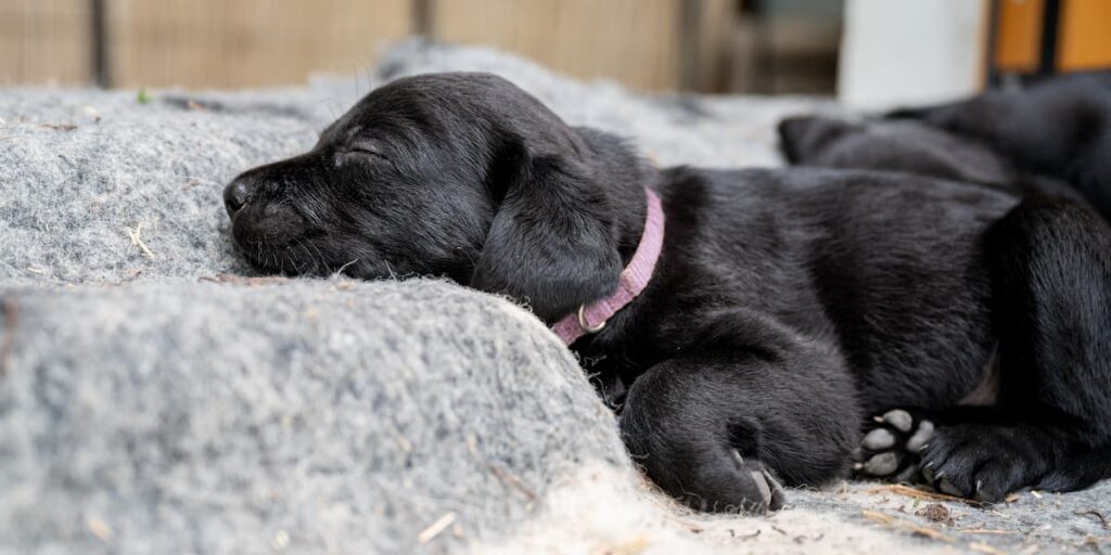 Acid Reflux in Dogs: GERD Symptoms and Prevention