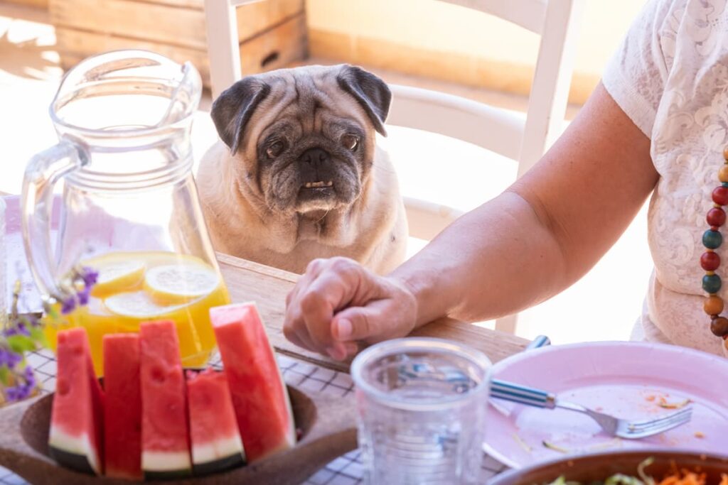 Can Dogs Eat Watermelon? Is It Safe?