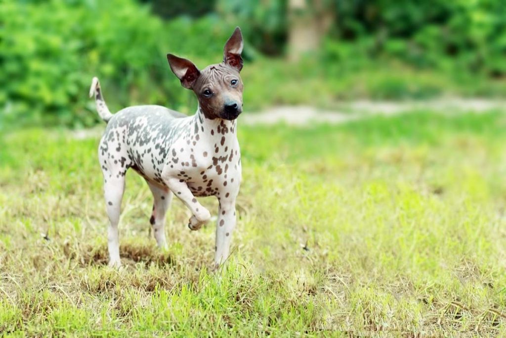 Why Do Dogs Eat Dirt? Causes and How to Stop It