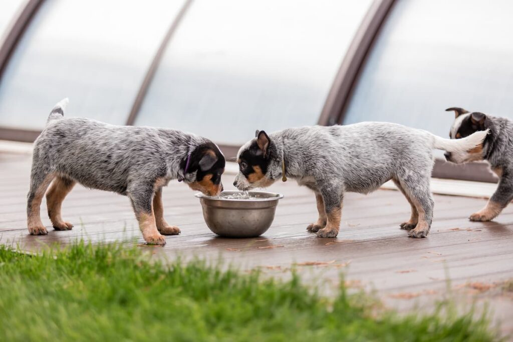 When Can Puppies Eat Dry Food? A Guide for New Pet Parents