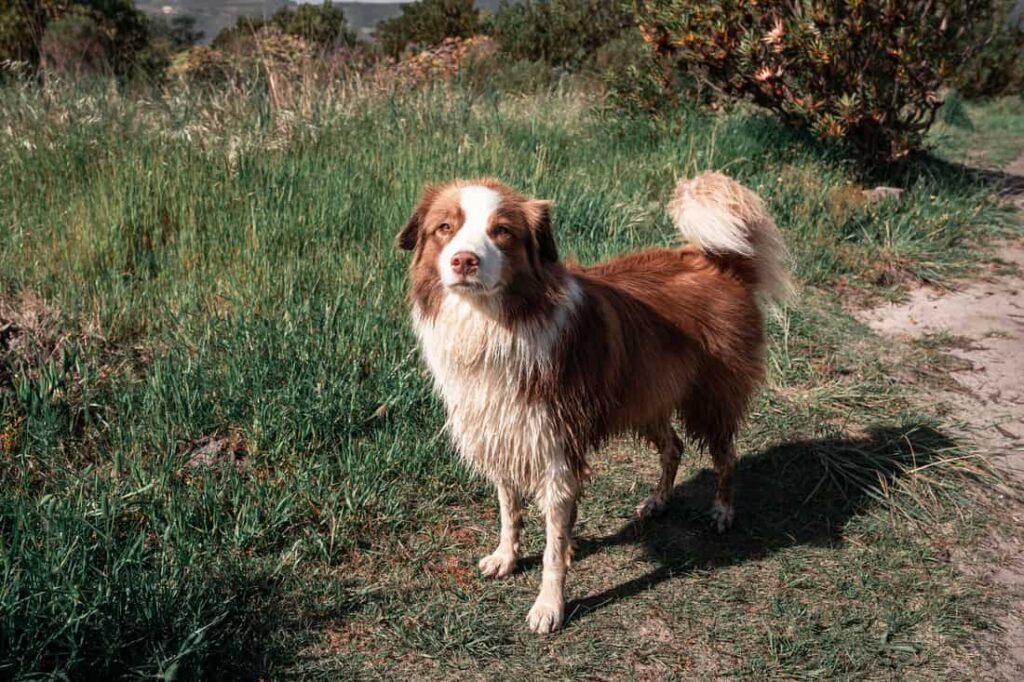 Is Rosemary Safe for Dogs? Benefits Explained