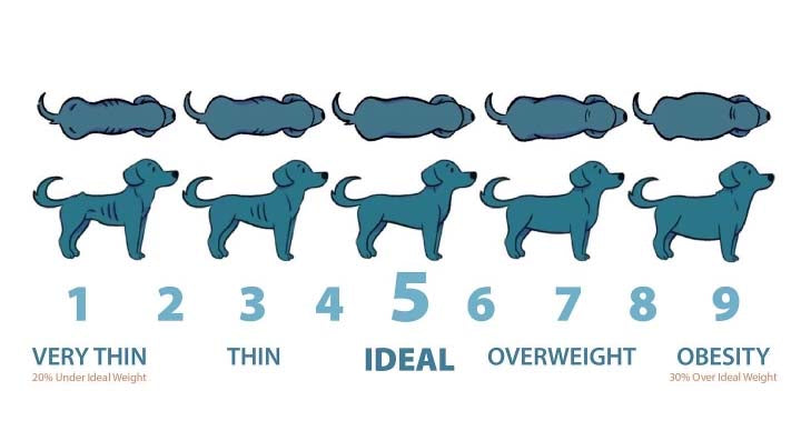 The Dog Body Scoring Chart Explained