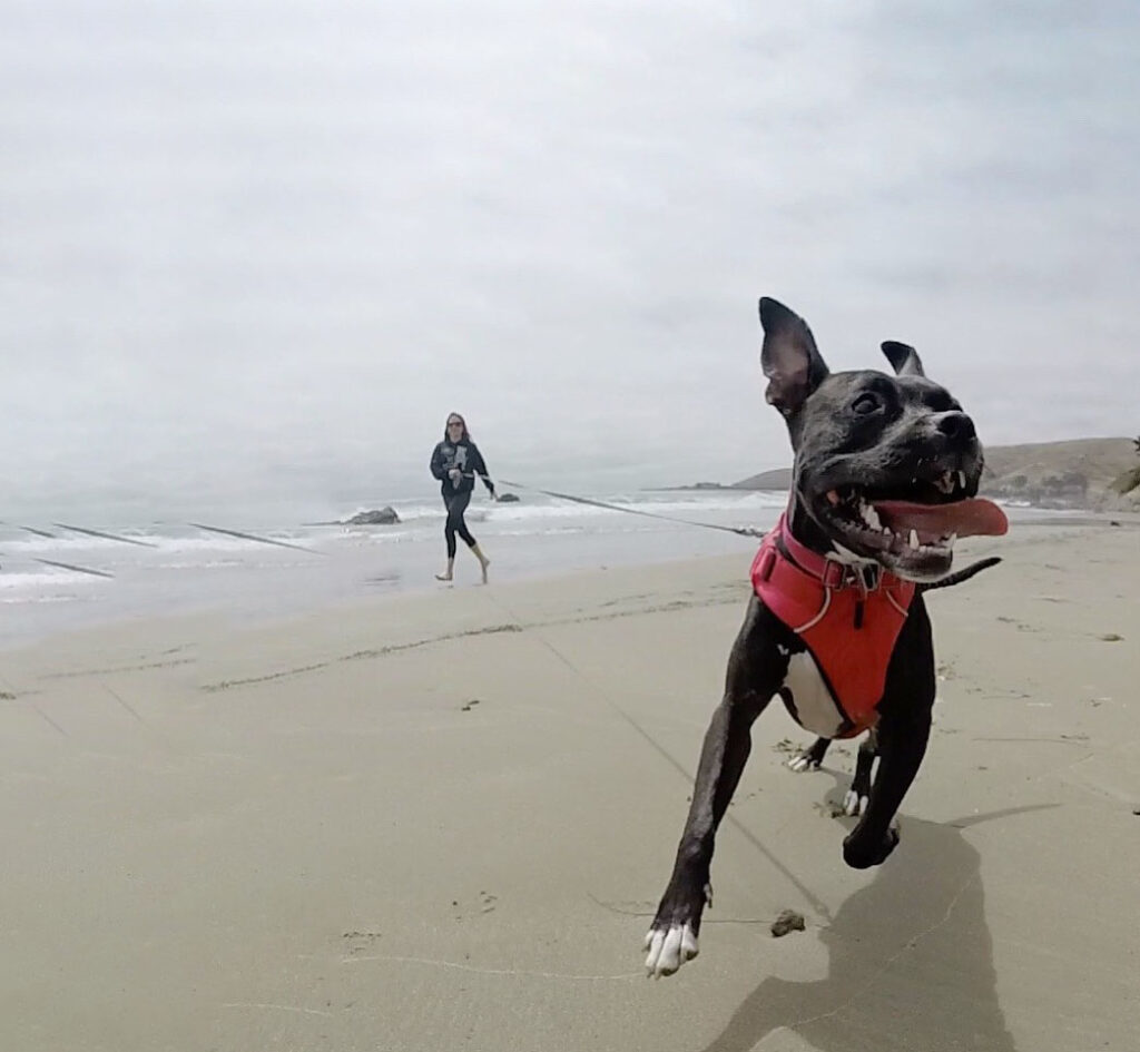 Why Do Dogs Get the Zoomies?