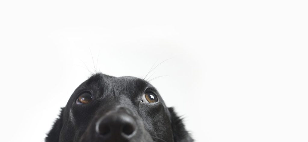 How To Help Your Dog With Itchy Skin