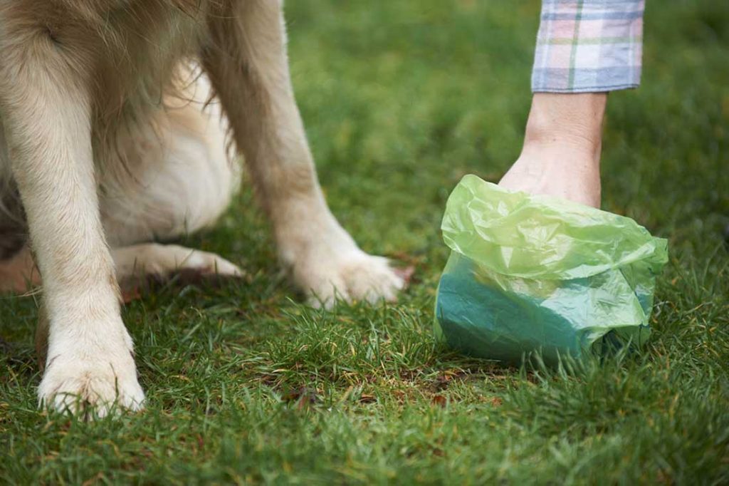 10 Reasons Why Some Dogs Are Poop Eaters