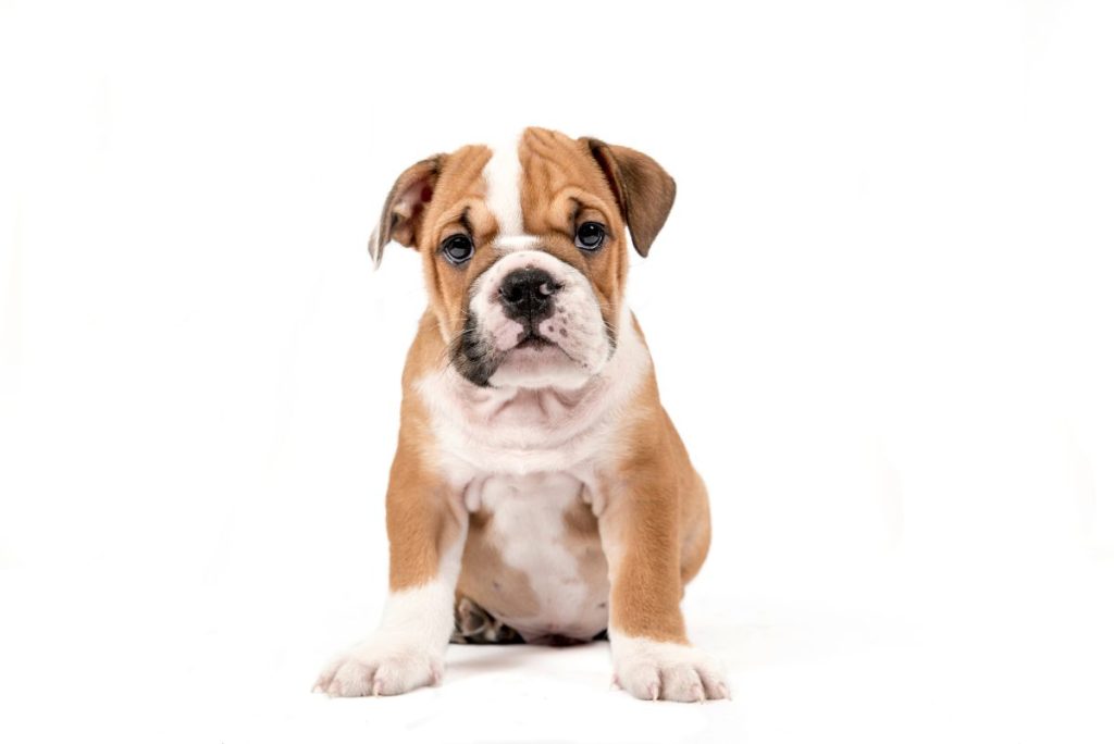 Understanding Dog Life Stages and Food