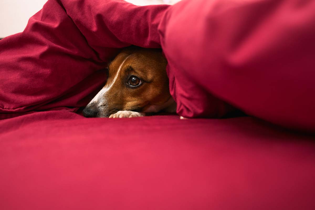 Why Is My Dog Throwing Up Undigested Food?