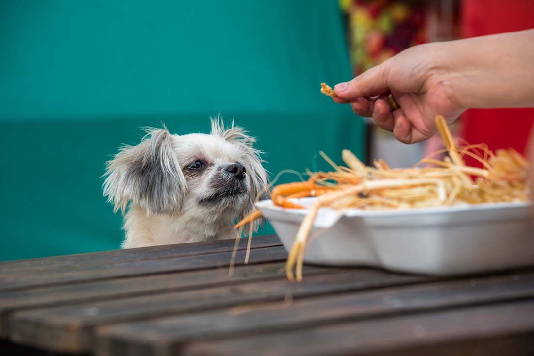 Can dogs eat shrimp safely?