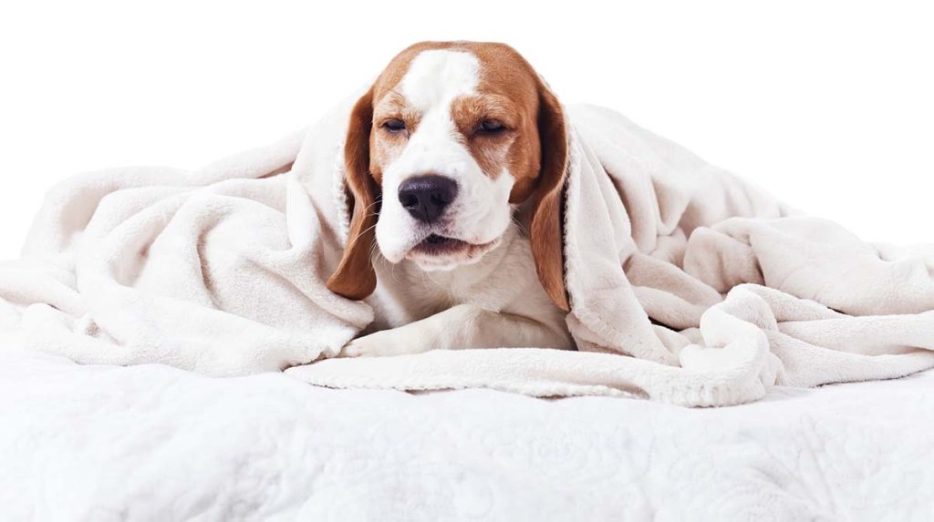 Kennel Cough in Dogs: Symptoms, Causes, and What To Do