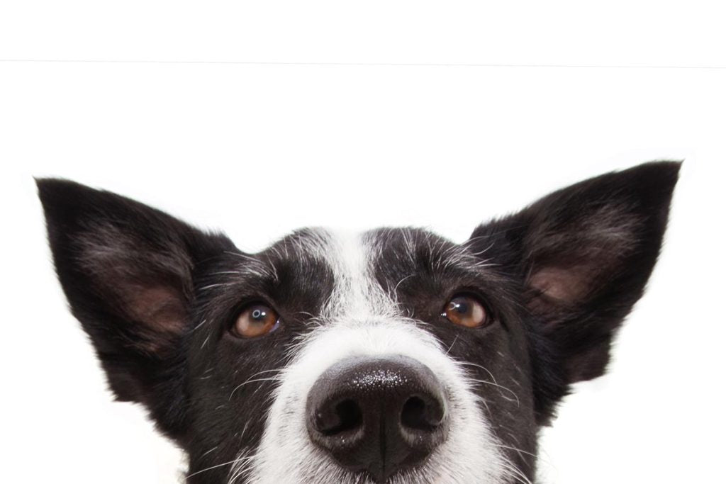 How to Clean a Dog’s Ears 