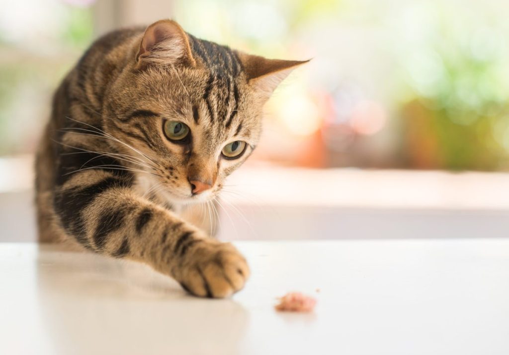 All About Fresh Food for Cats
