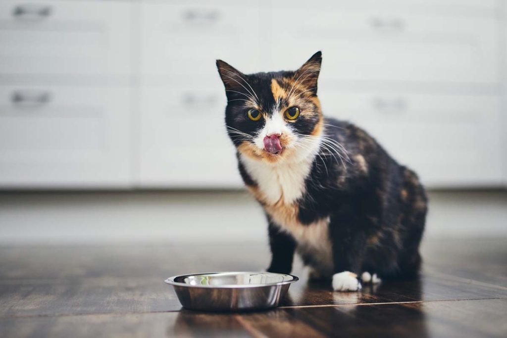 The 8 Most Common Cat Health Issues