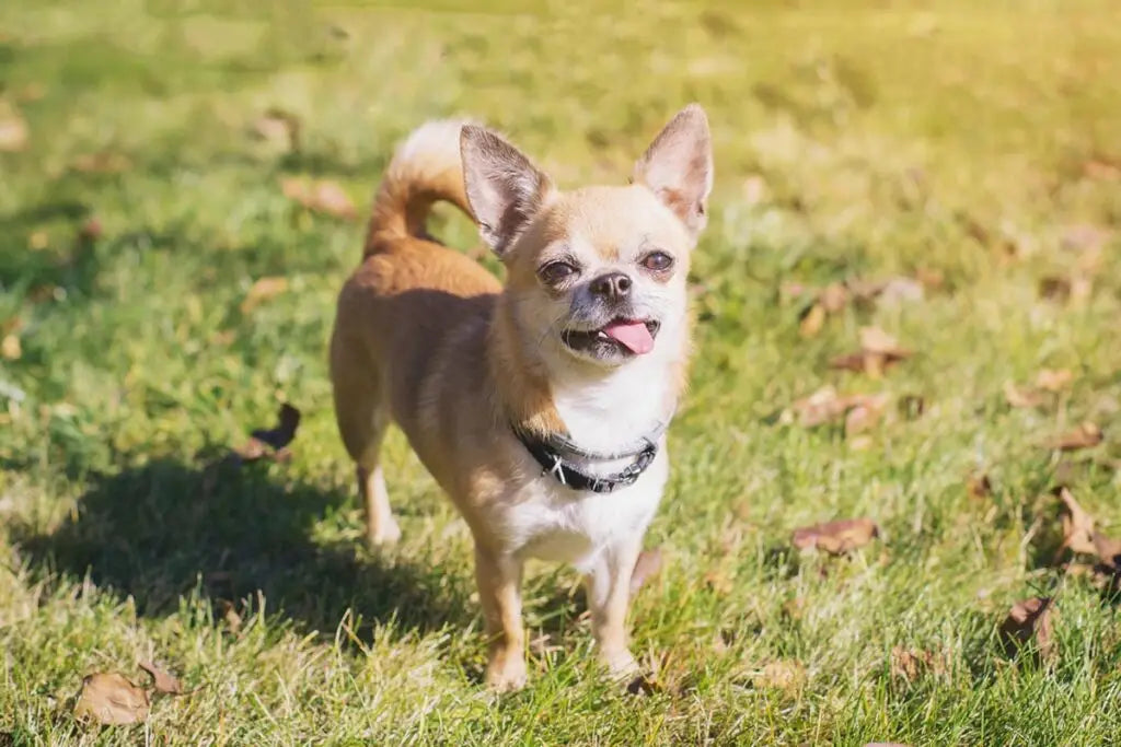 Can Changing Dog Food Cause Pancreatitis?