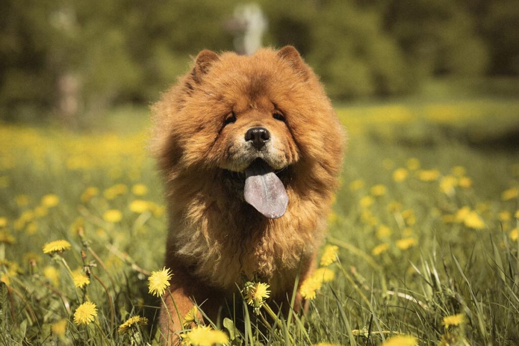 Vitamin D for Dogs: Benefits, Sources, Signs, and Safety