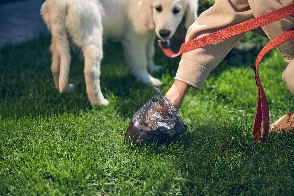 Dog Constipation: Symptoms, Causes, and Treatment