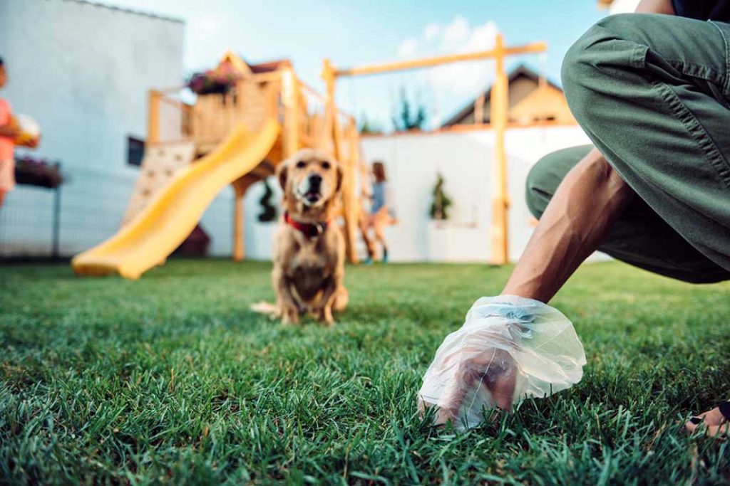 Blood in Dog Poop: What It Means