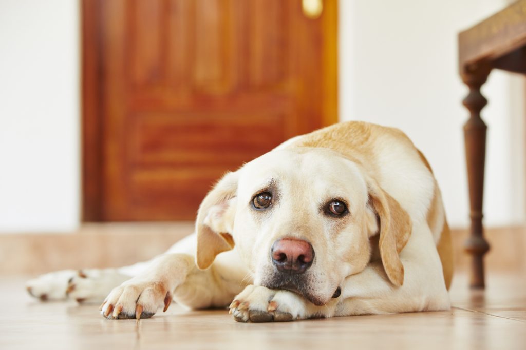 Natural Calming Remedies for Dogs