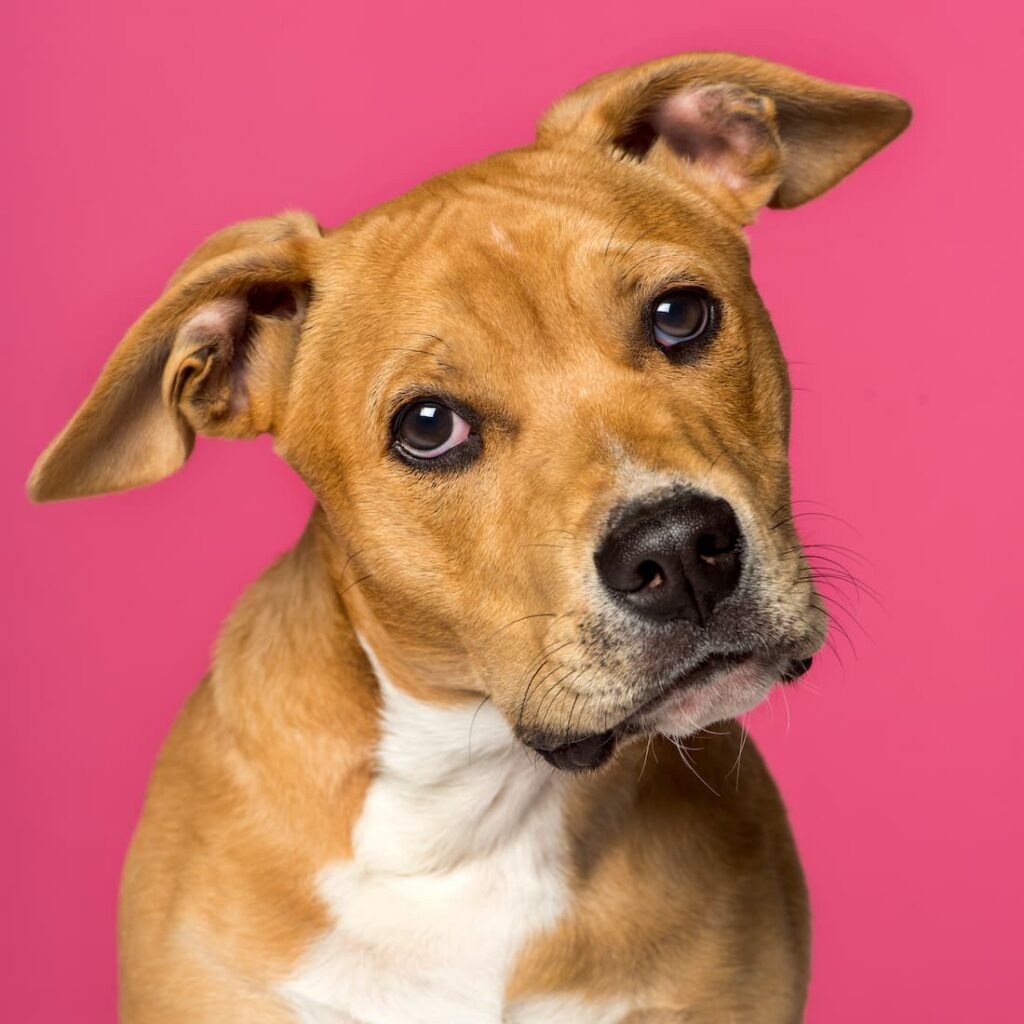 Vestibular Disease in Dogs: How To Respond To Balance Loss
