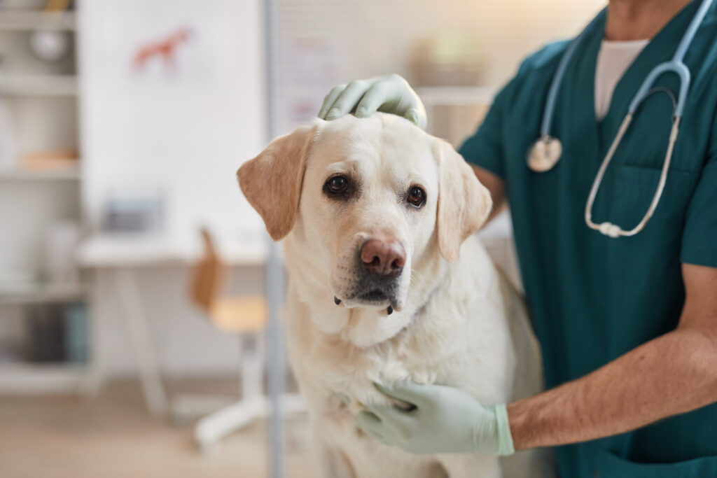 Lymphoma in Dogs: Signs and Symptoms