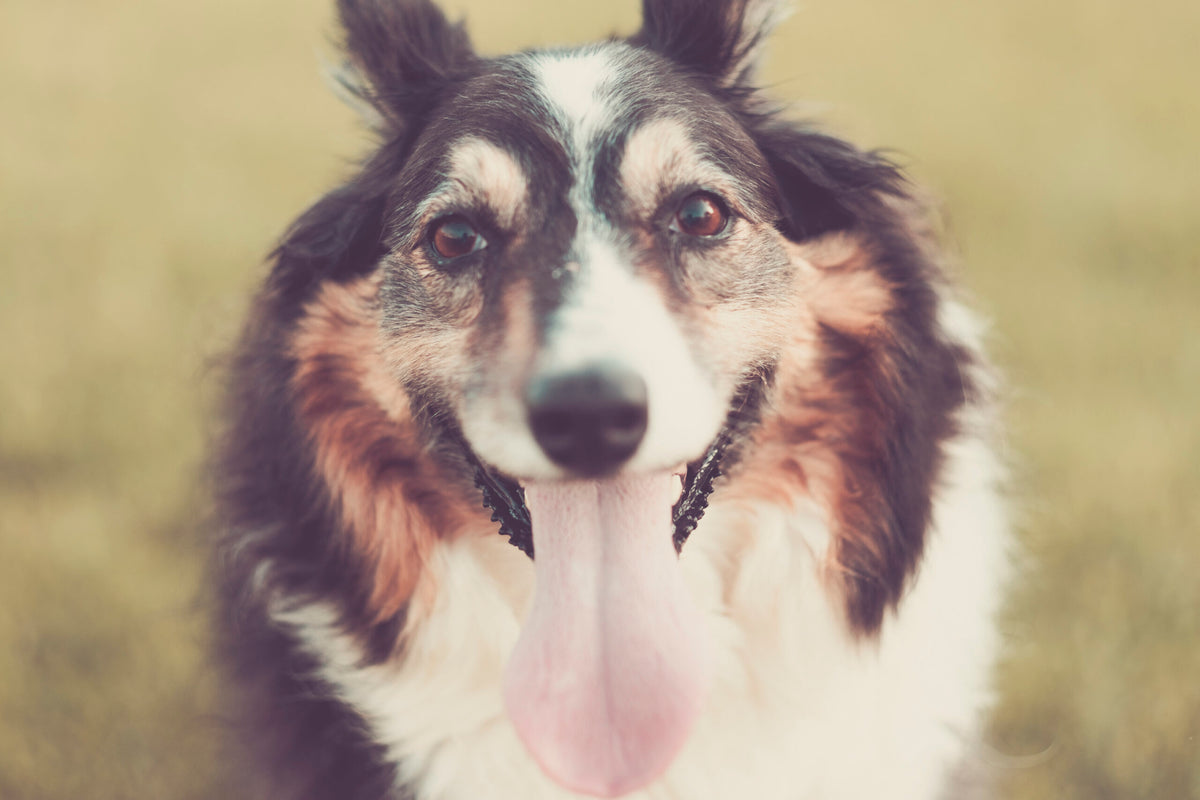 Why Do Dogs Pant? Normal vs. Warning Signs Explained