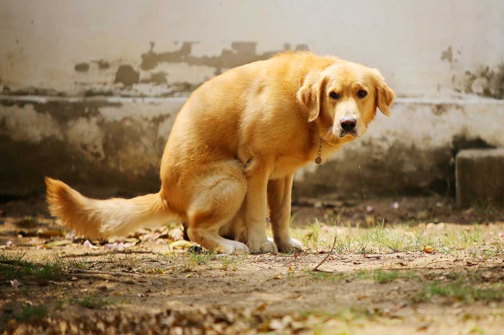 How to Tell If Your Dog Has Worms