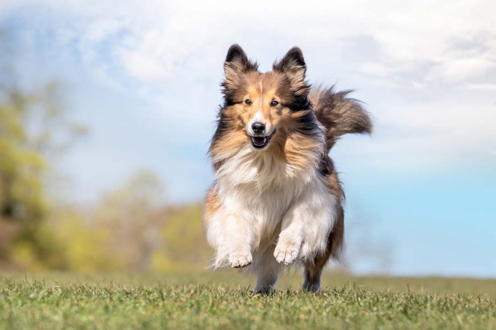 What to Look for in Dog Food for Herding Breeds