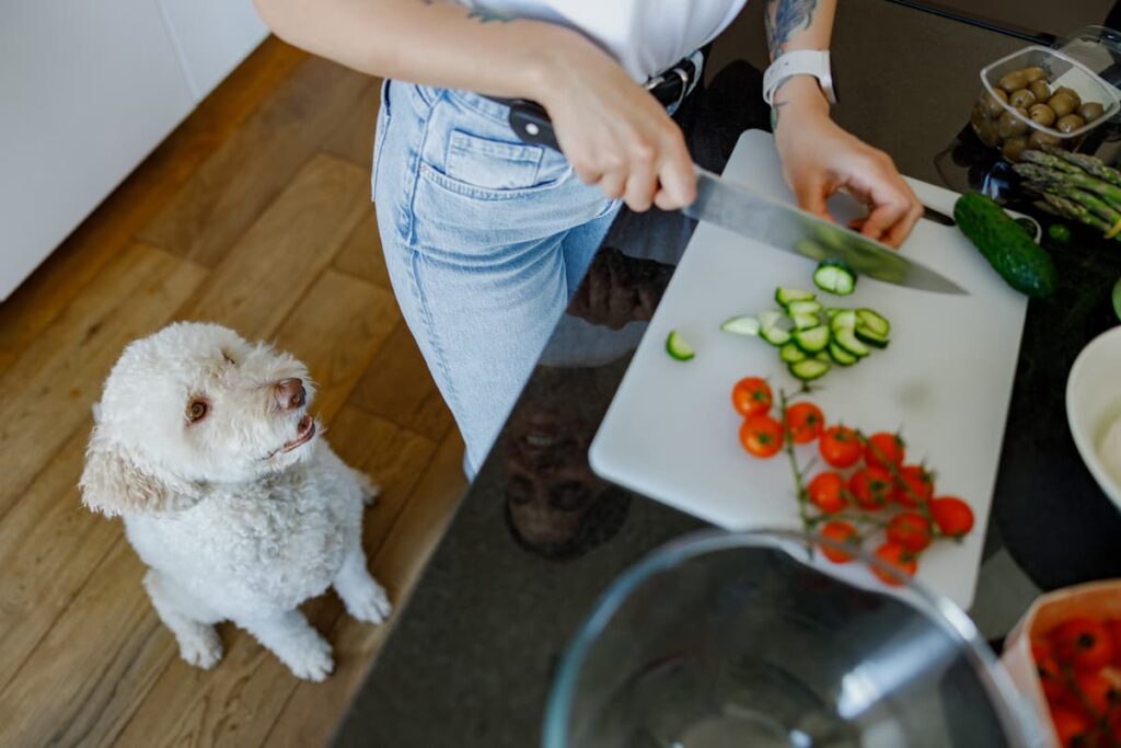 Can Dogs Eat Cucumbers? Benefits, Safety, and Portions