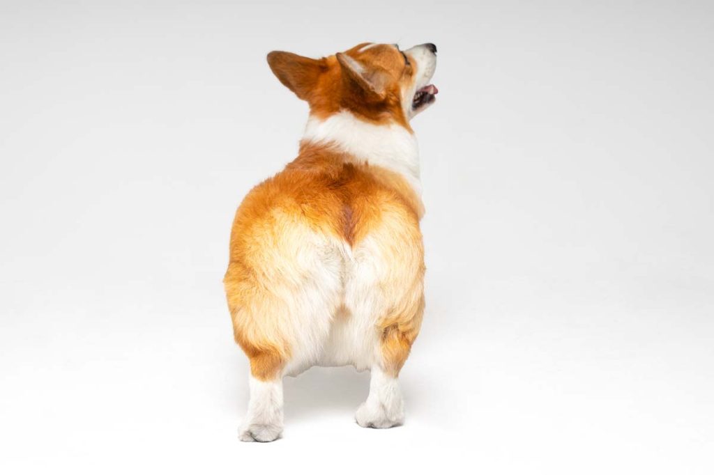 Why Does My Dog Fart So Much?