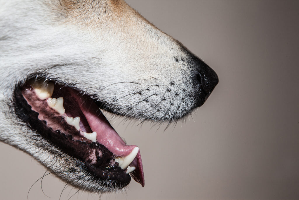 Bad Breath in Dogs: Causes and How To Help
