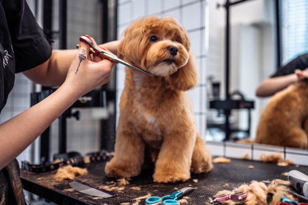 Dog Grooming Tips: How To Groom Your Dog At Home
