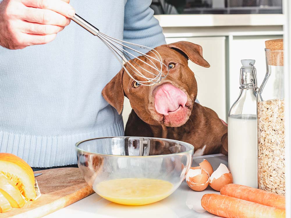 Gut Health for Dogs: How to Improve and Maintain It