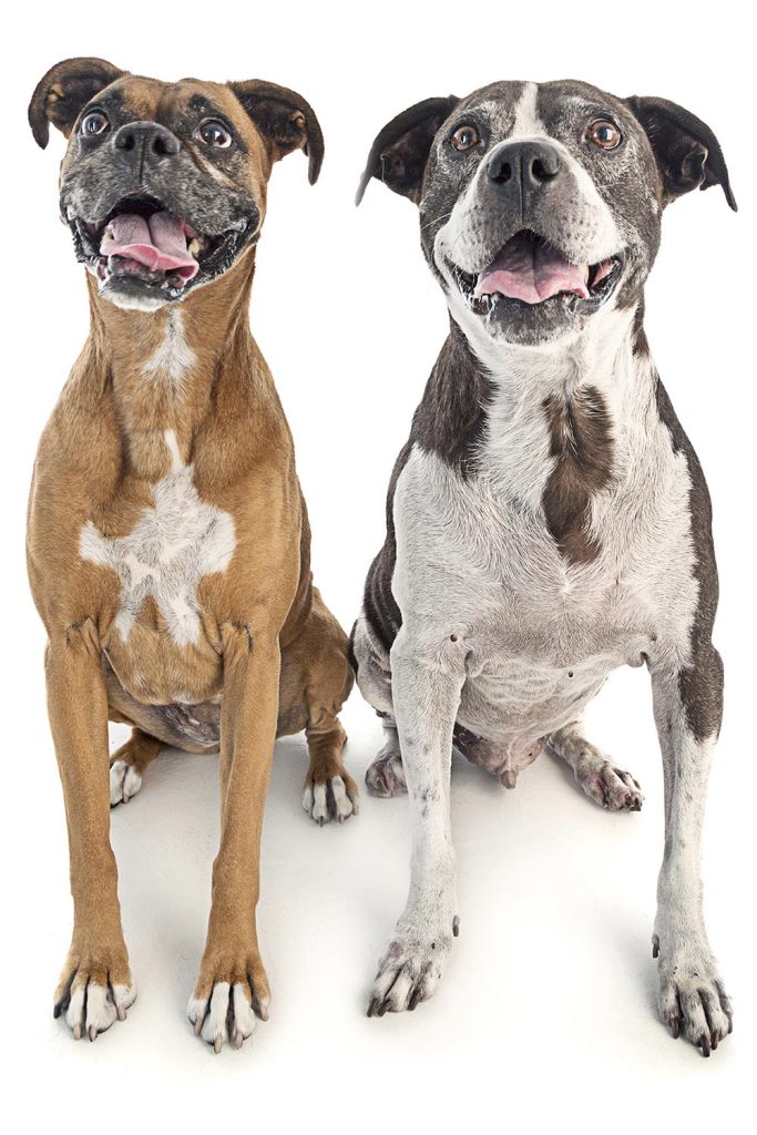 Is Olive Oil OK For Dogs?