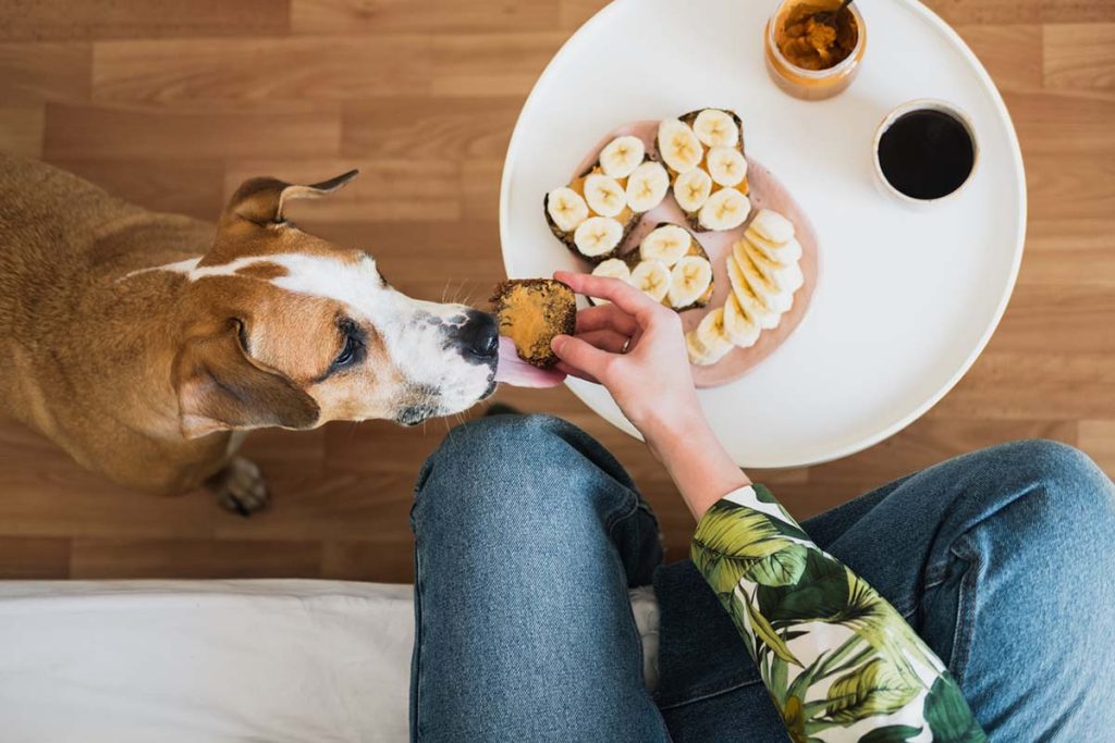 Is Peanut Butter Good For Dogs?