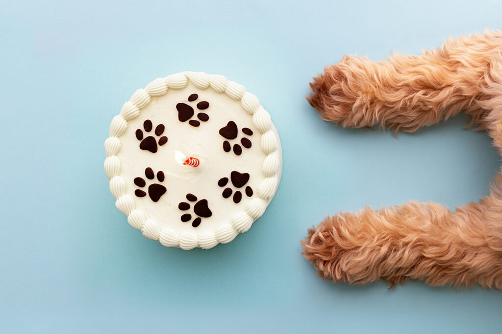How to Calculate Dog Years to Human Years