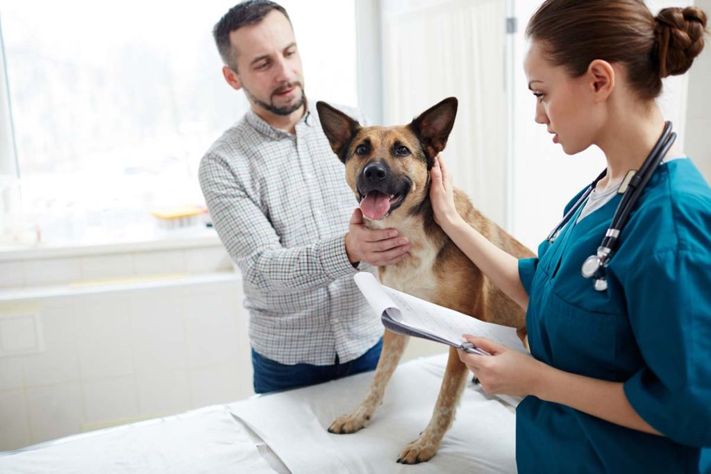 Why Is My Dog Shaking? Causes and What To Do