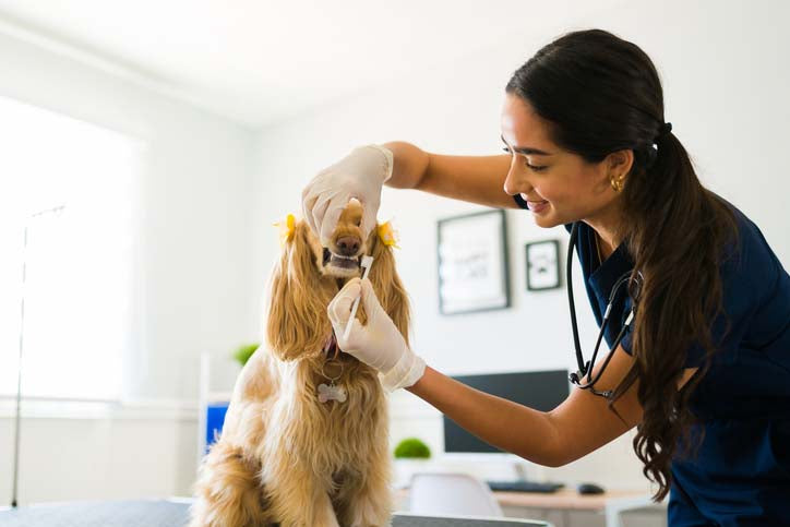 Do Dog Dental Chews Work?