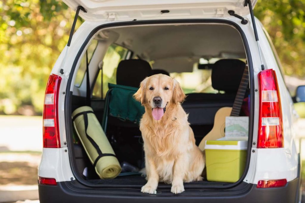 The Ultimate Dog Packing List for Your Summer Travels