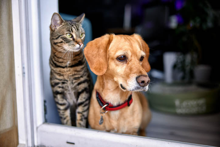 The Humanization of Pets Argument