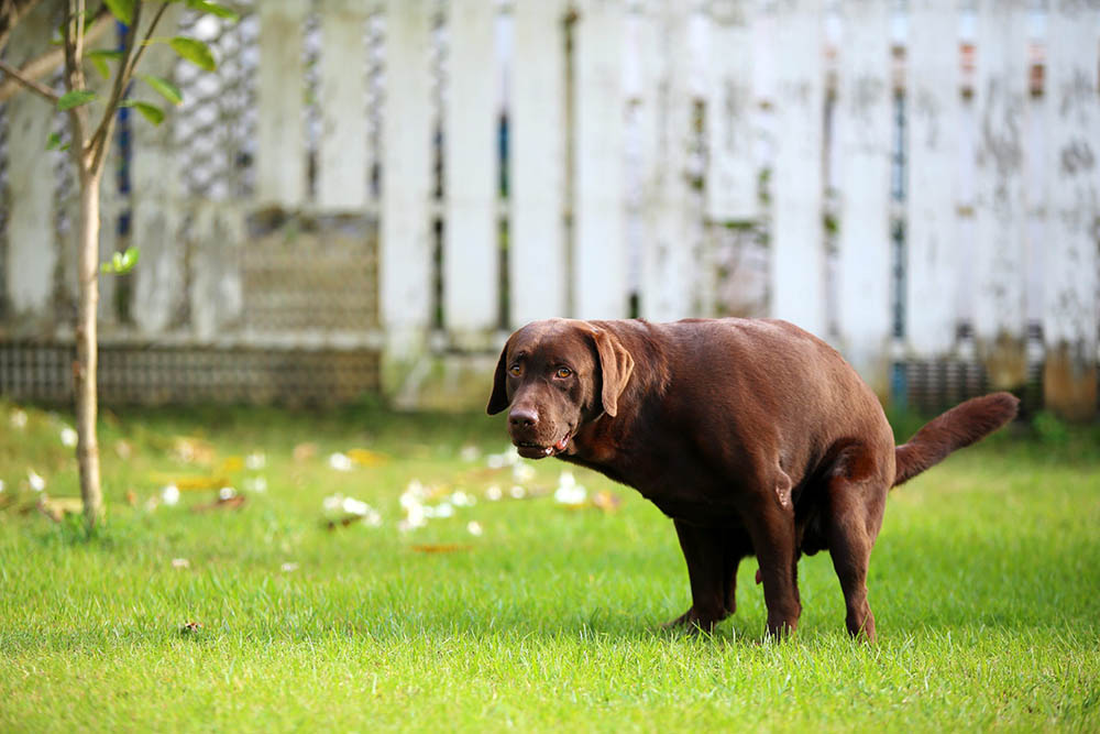 Dog diarrhea: How to identify it and what to do next