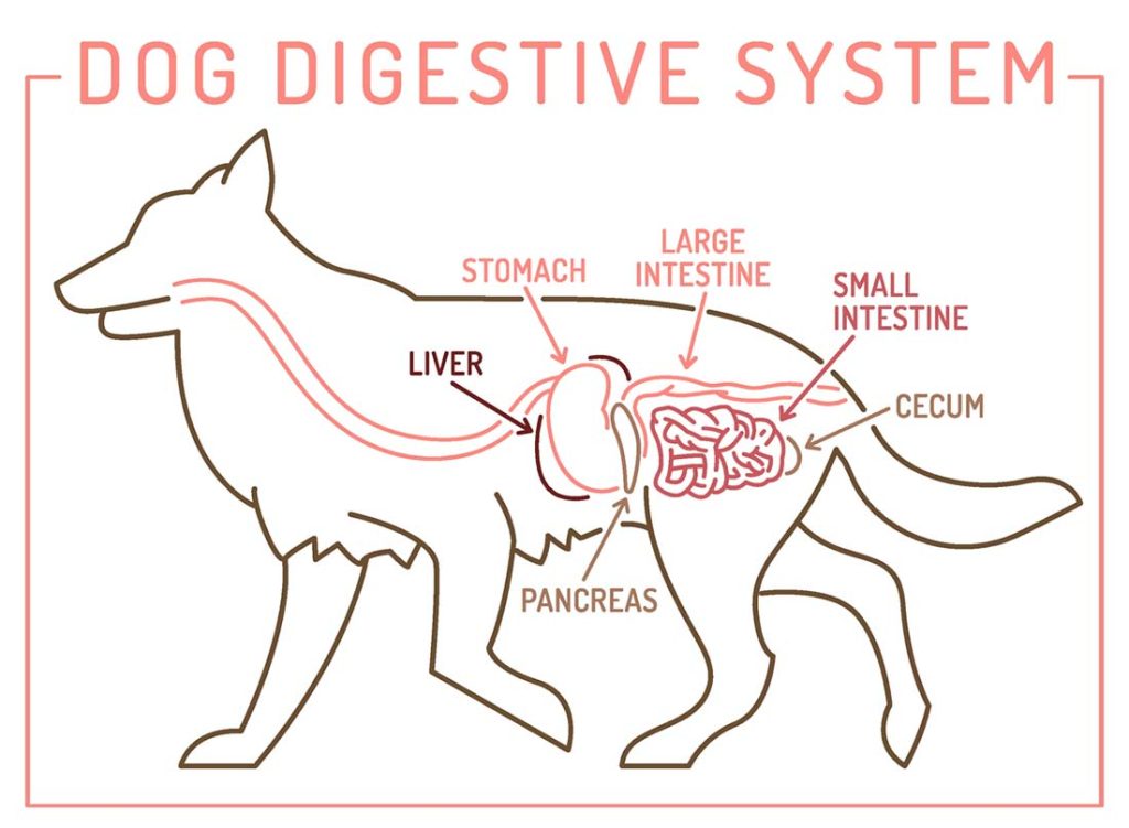What Toxins Cause Pancreatitis in Dogs?