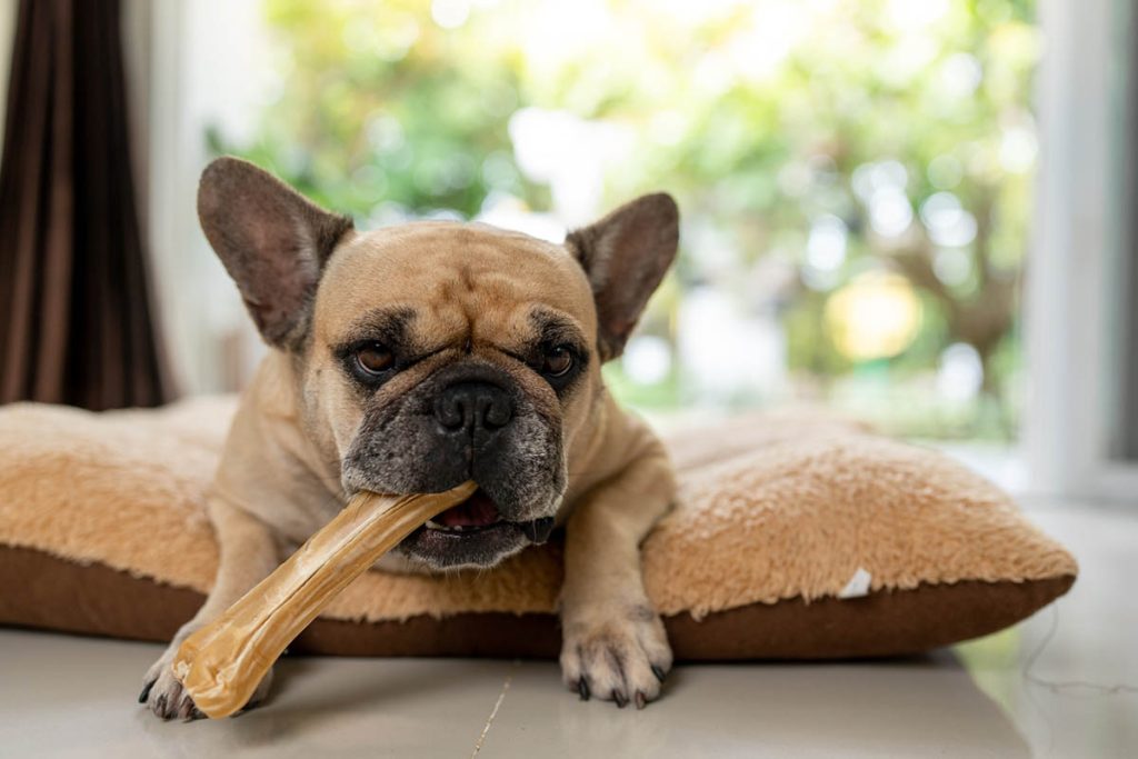 How to Perform the Dog Heimlich Maneuver