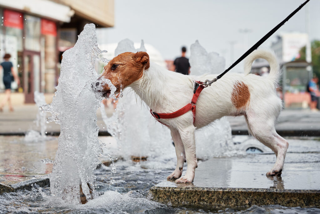 Heatstroke in Dogs: Symptoms, First Aid, and Prevention